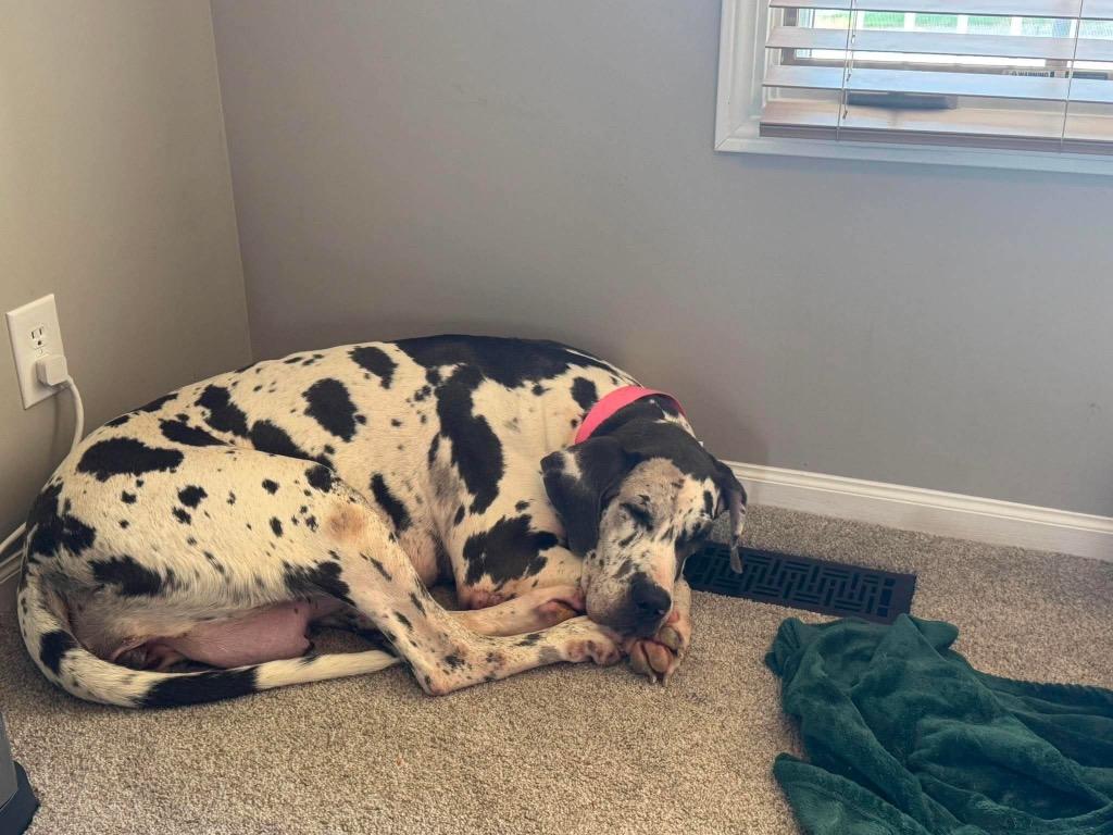 Enlarge Grizelda, a Adopted Great Dane in Omaha, NE image 5/5