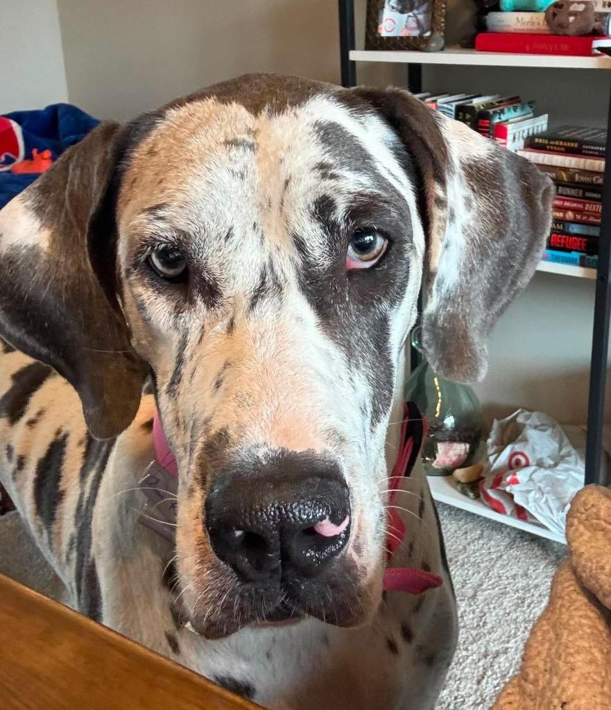 Grizelda, Adopted, Adult Female Great Dane.