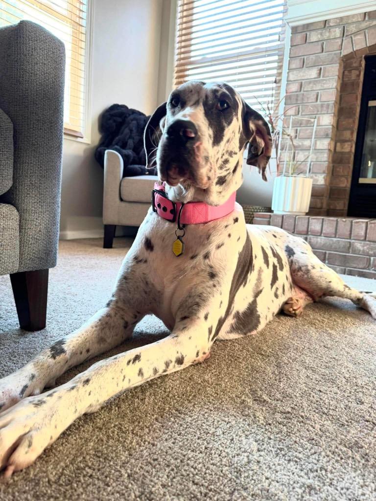 Enlarge Grizelda, a Adopted Great Dane in Omaha, NE image 2/5