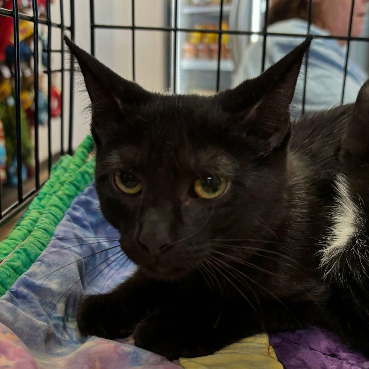 Ruth, Baby Female Domestic Short Hair