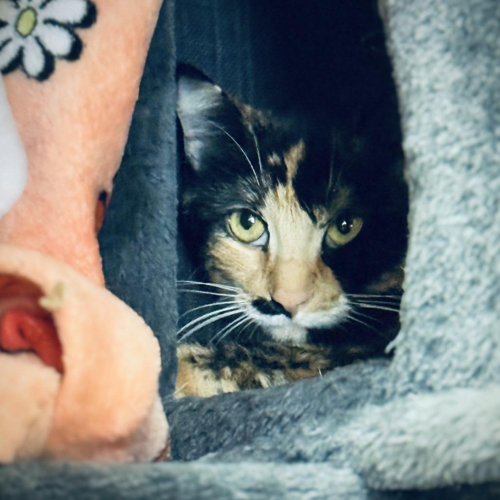 Lucille, ADOPTABLE, Adult Female Domestic Short Hair.