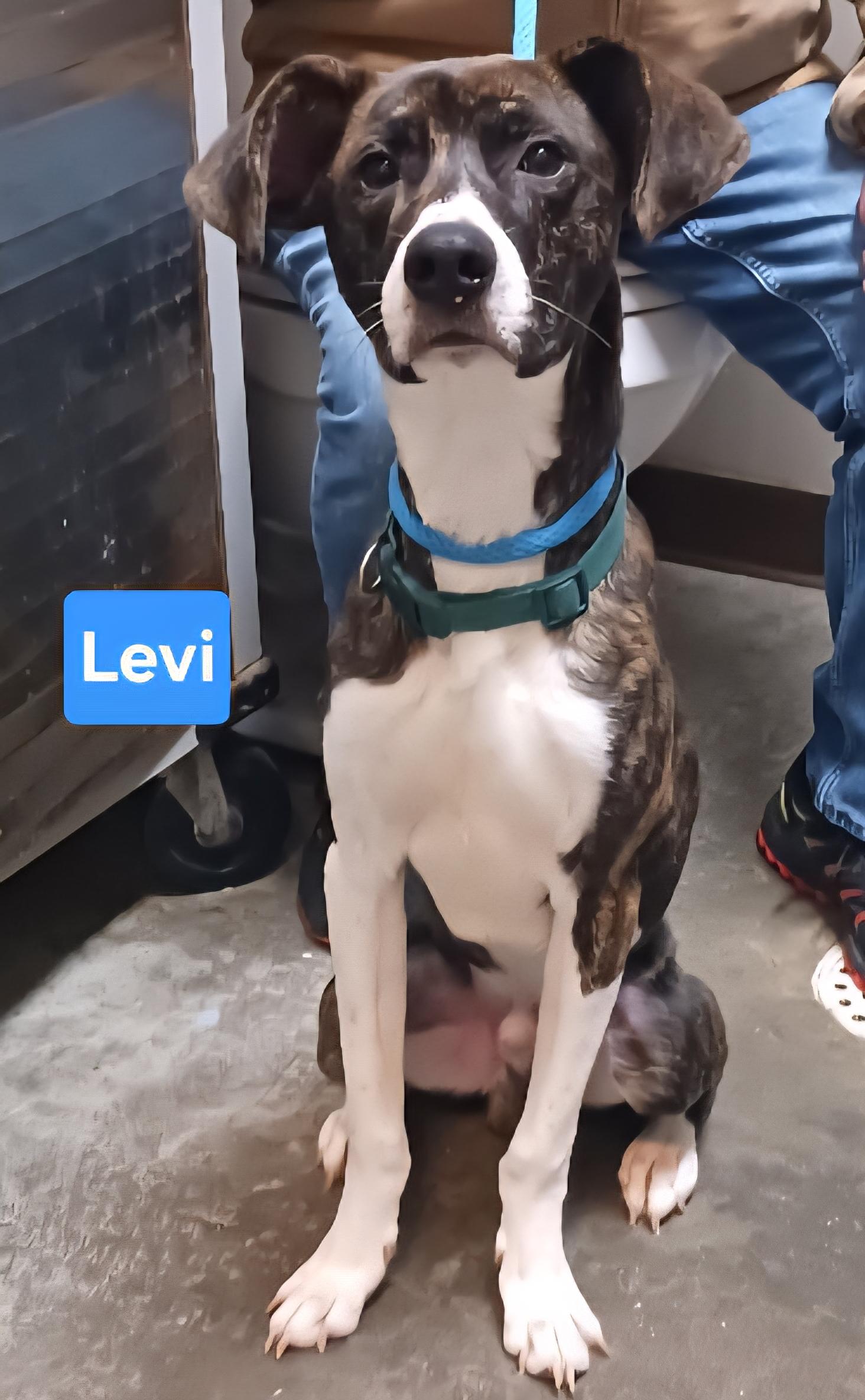 Levi, a ADOPTABLE mixed breed in Clinton, MO image 1/2