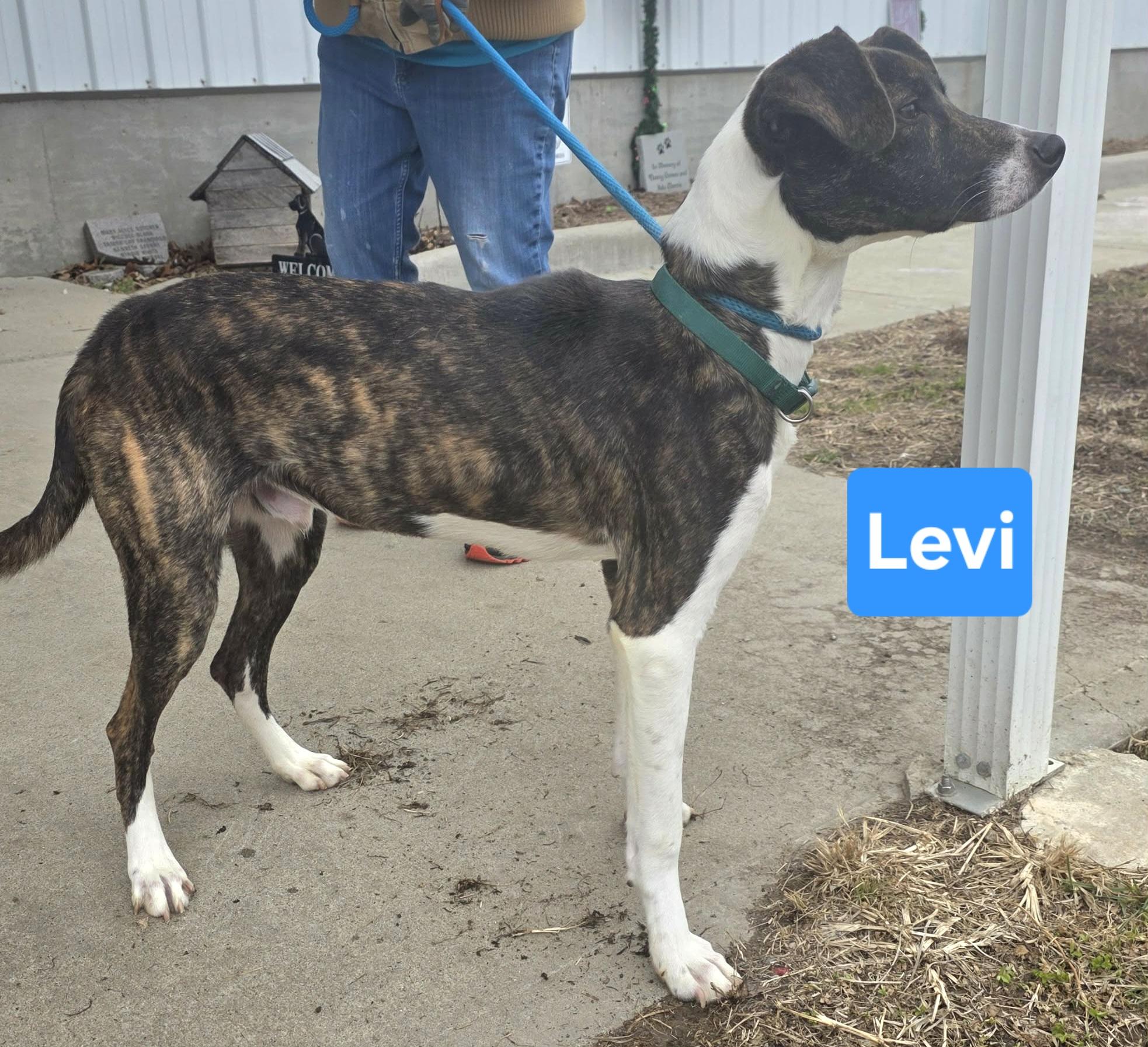 Levi, a ADOPTABLE mixed breed in Clinton, MO image 2/2