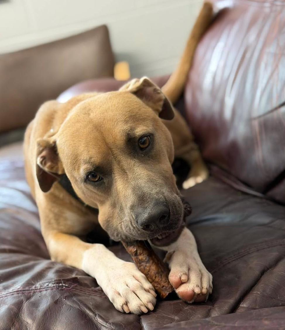 Enlarge Arlo, a ADOPTABLE Mixed Breed in North Myrtle Beach, SC image 3/6
