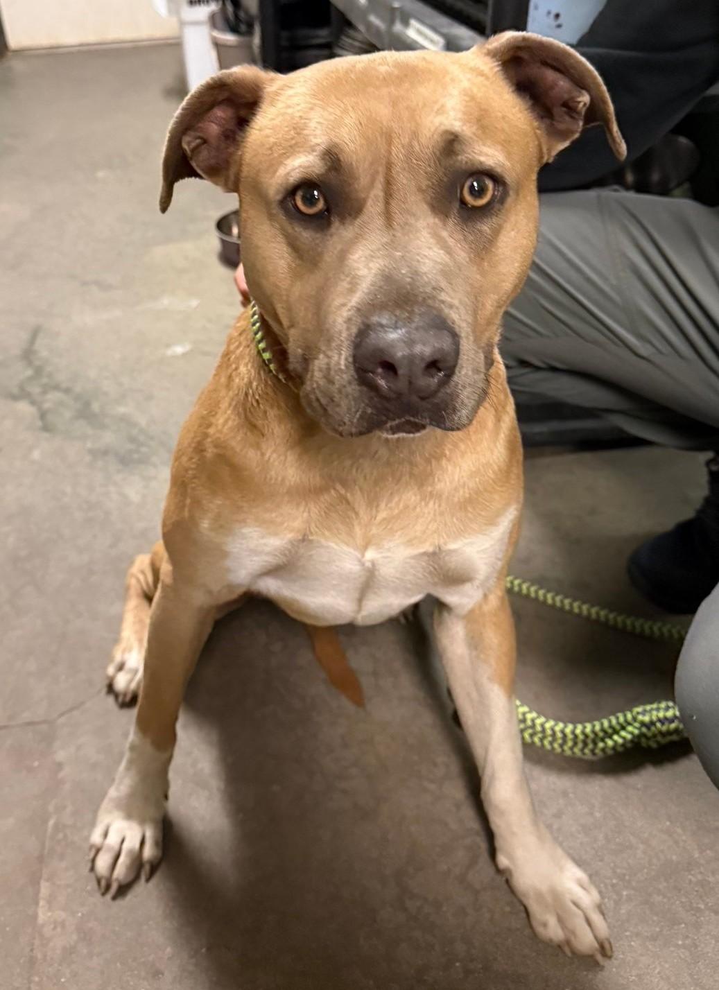 Enlarge Arlo, a ADOPTABLE Mixed Breed in North Myrtle Beach, SC image 2/5