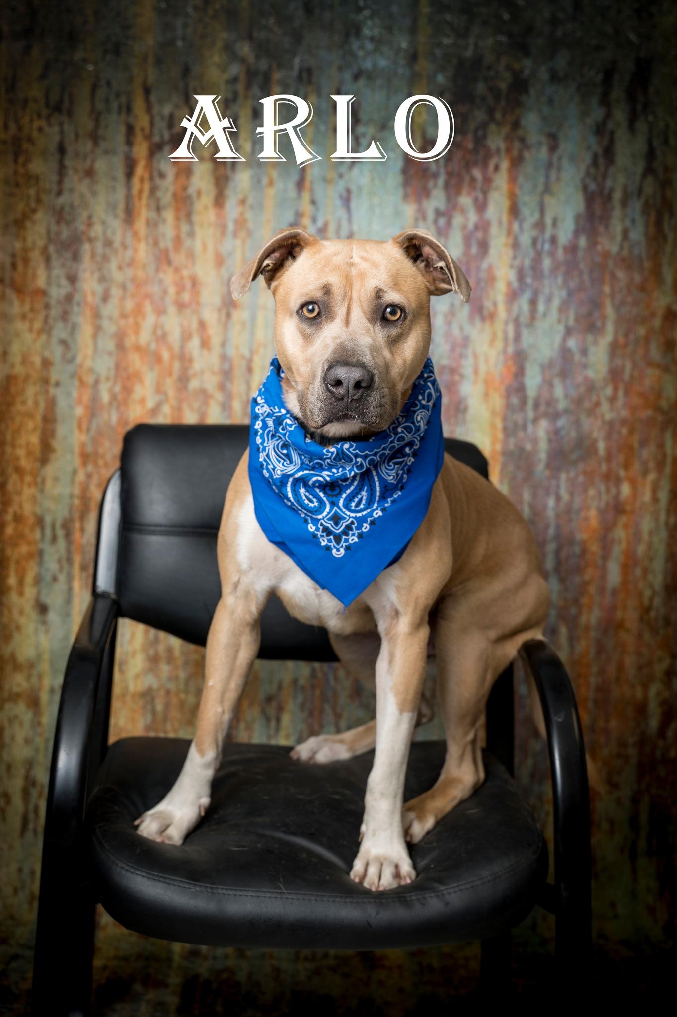 Arlo, ADOPTABLE, Adult Male Mixed Breed.