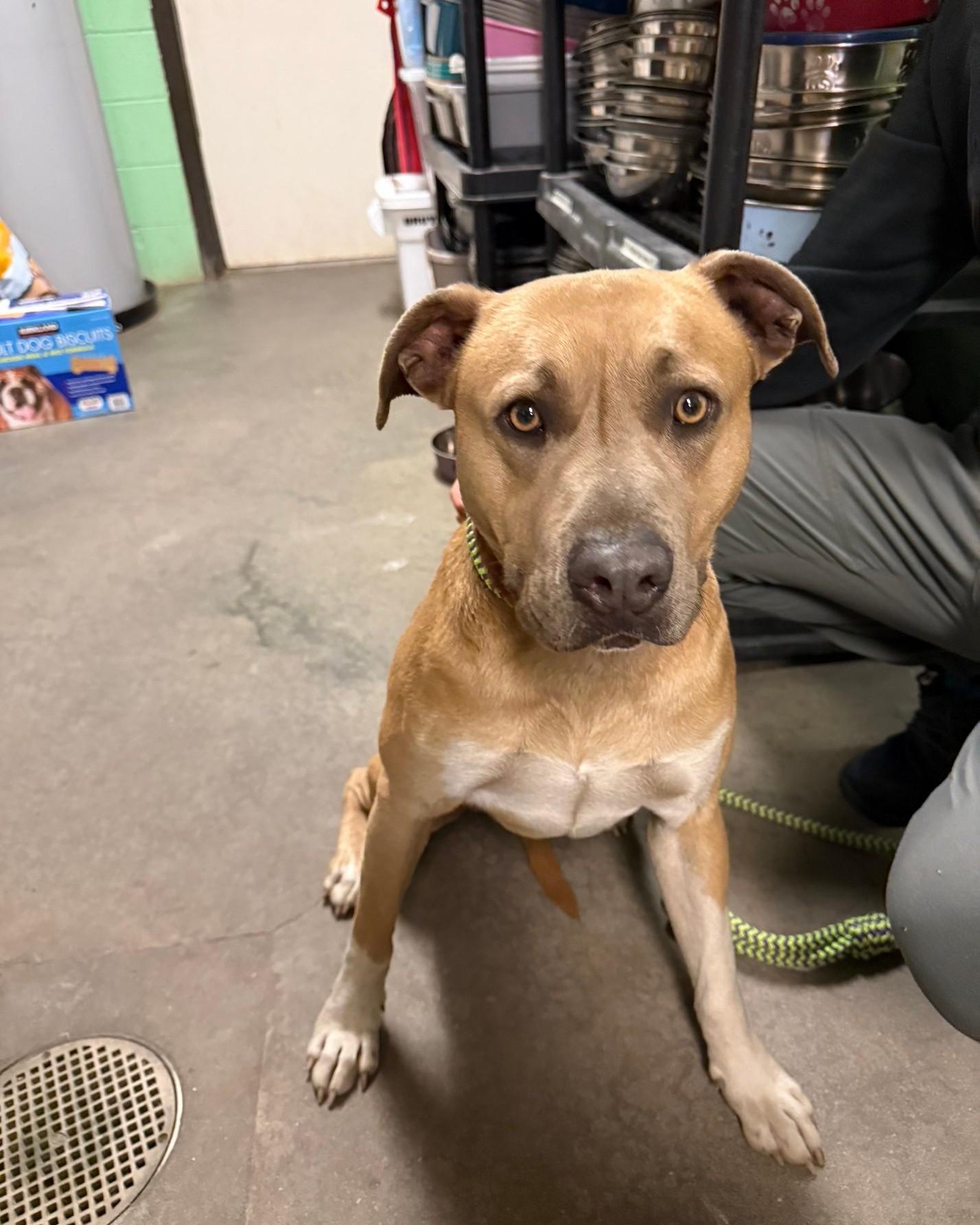 Enlarge Arlo, a ADOPTABLE Mixed Breed in North Myrtle Beach, SC image 3/5