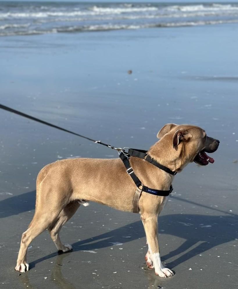 Enlarge Arlo, a ADOPTABLE Mixed Breed in North Myrtle Beach, SC image 5/5
