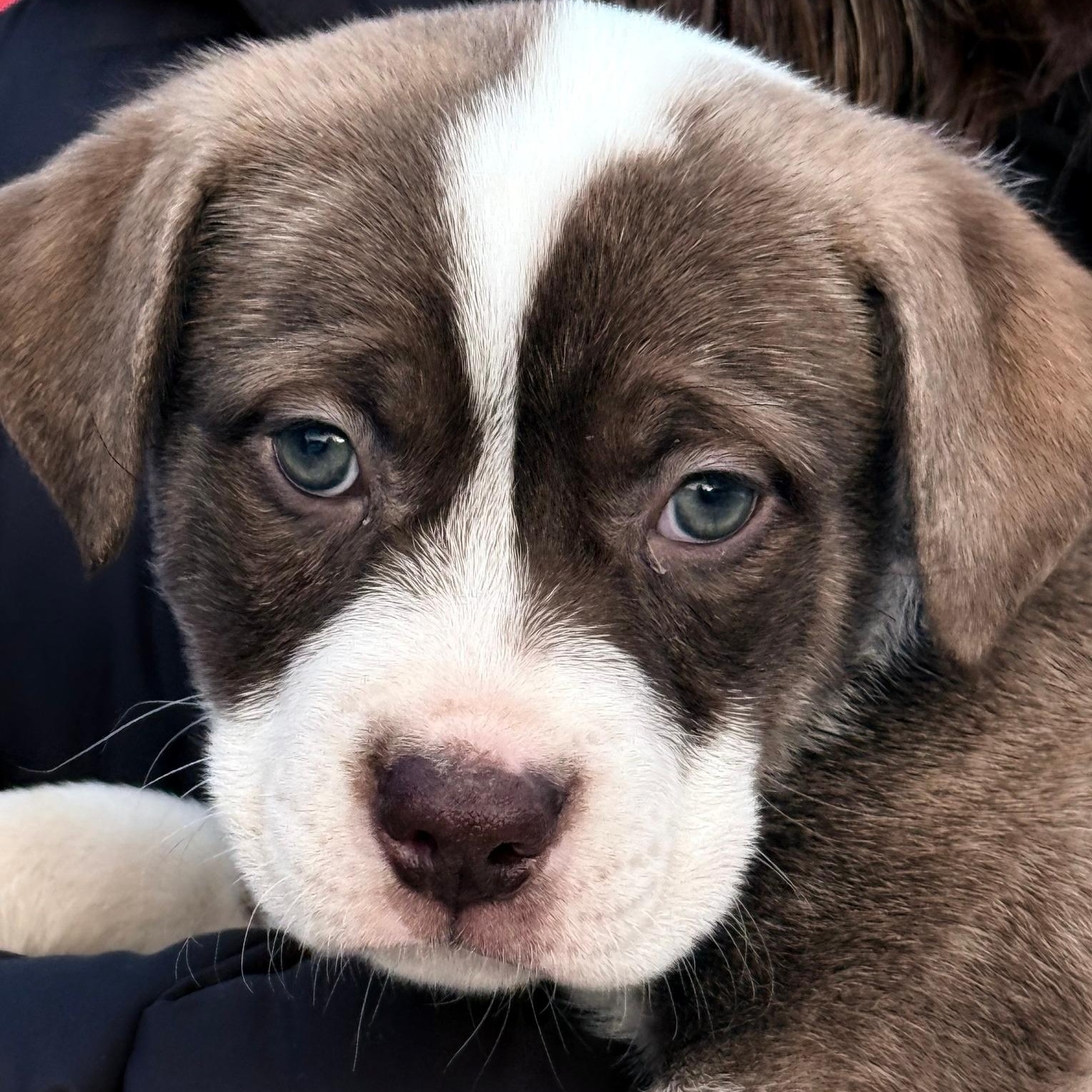 Enlarge Hickory, a Adoptable mixed breed in Scarborough, ON image 1/3
