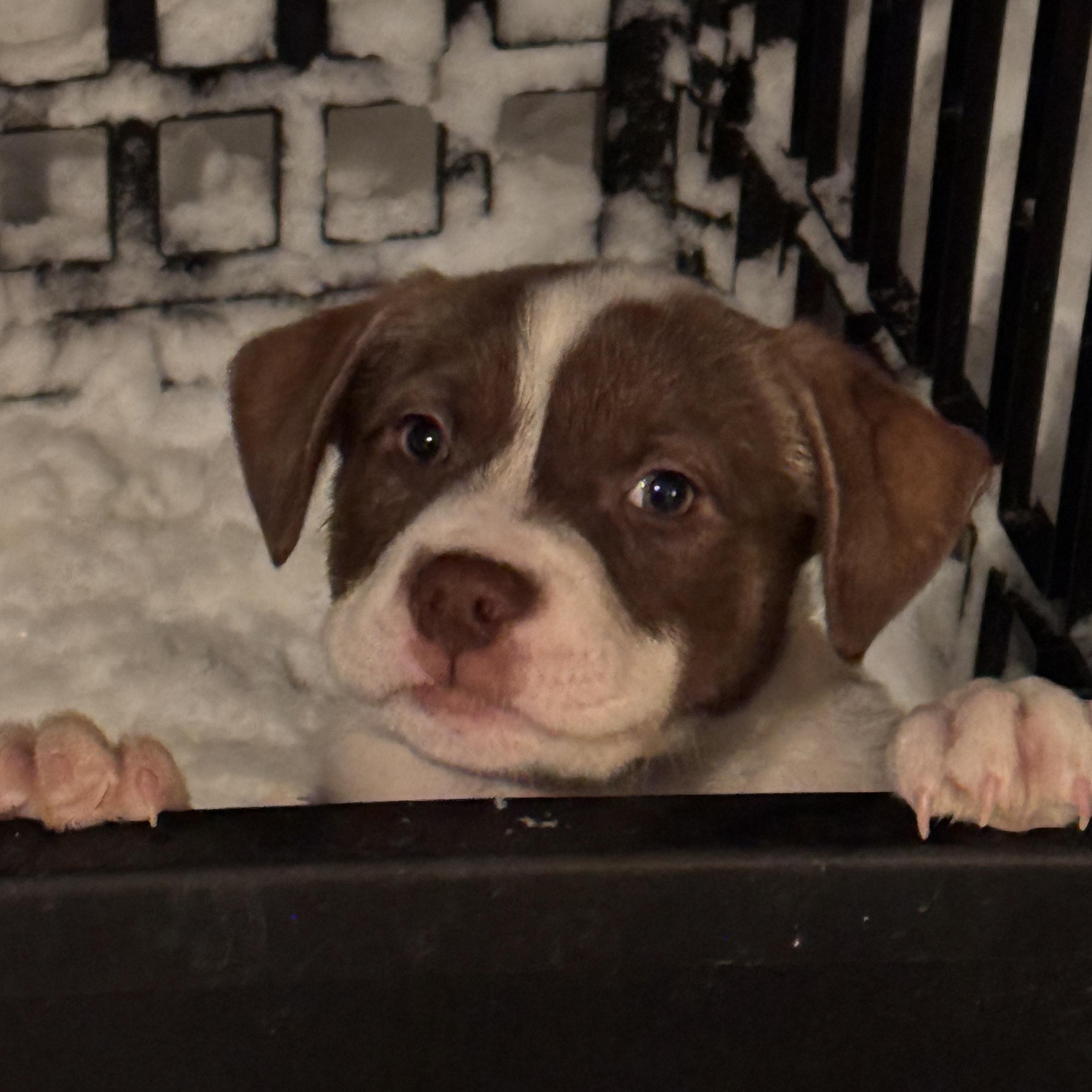 Enlarge Hickory, a Adoptable mixed breed in Scarborough, ON image 2/3