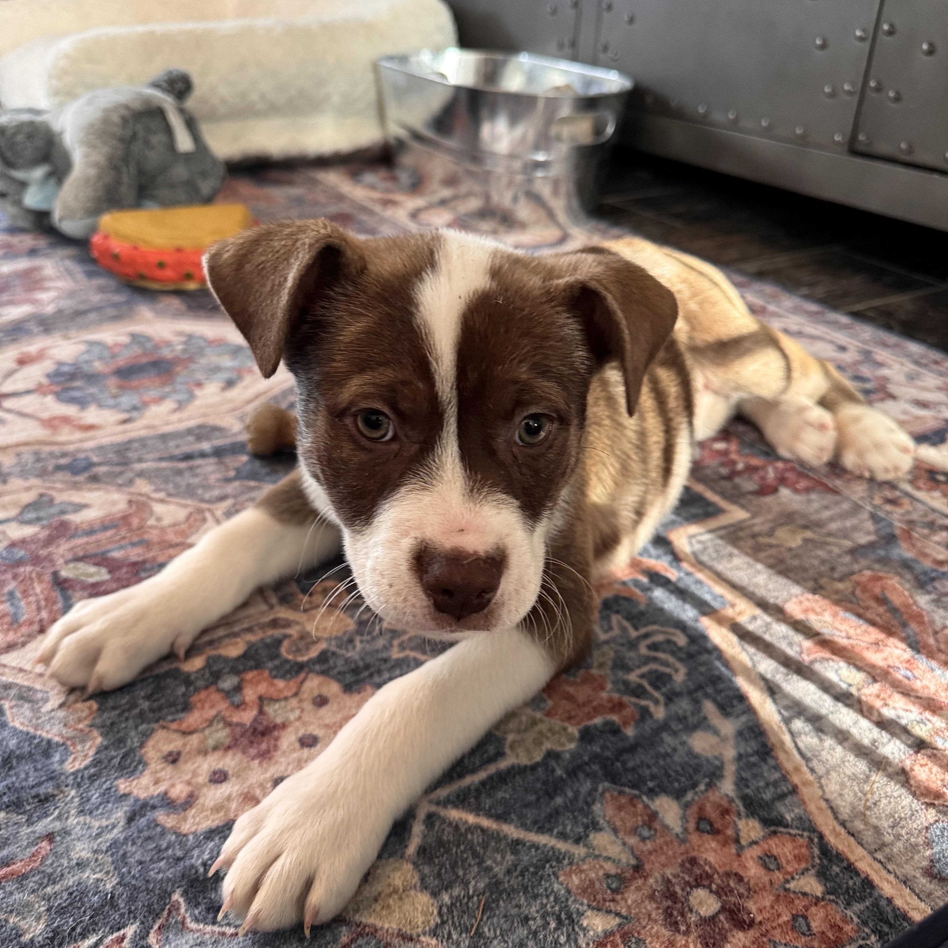 Hickory, an adopted mixed breed in Scarborough, ON image 5/6