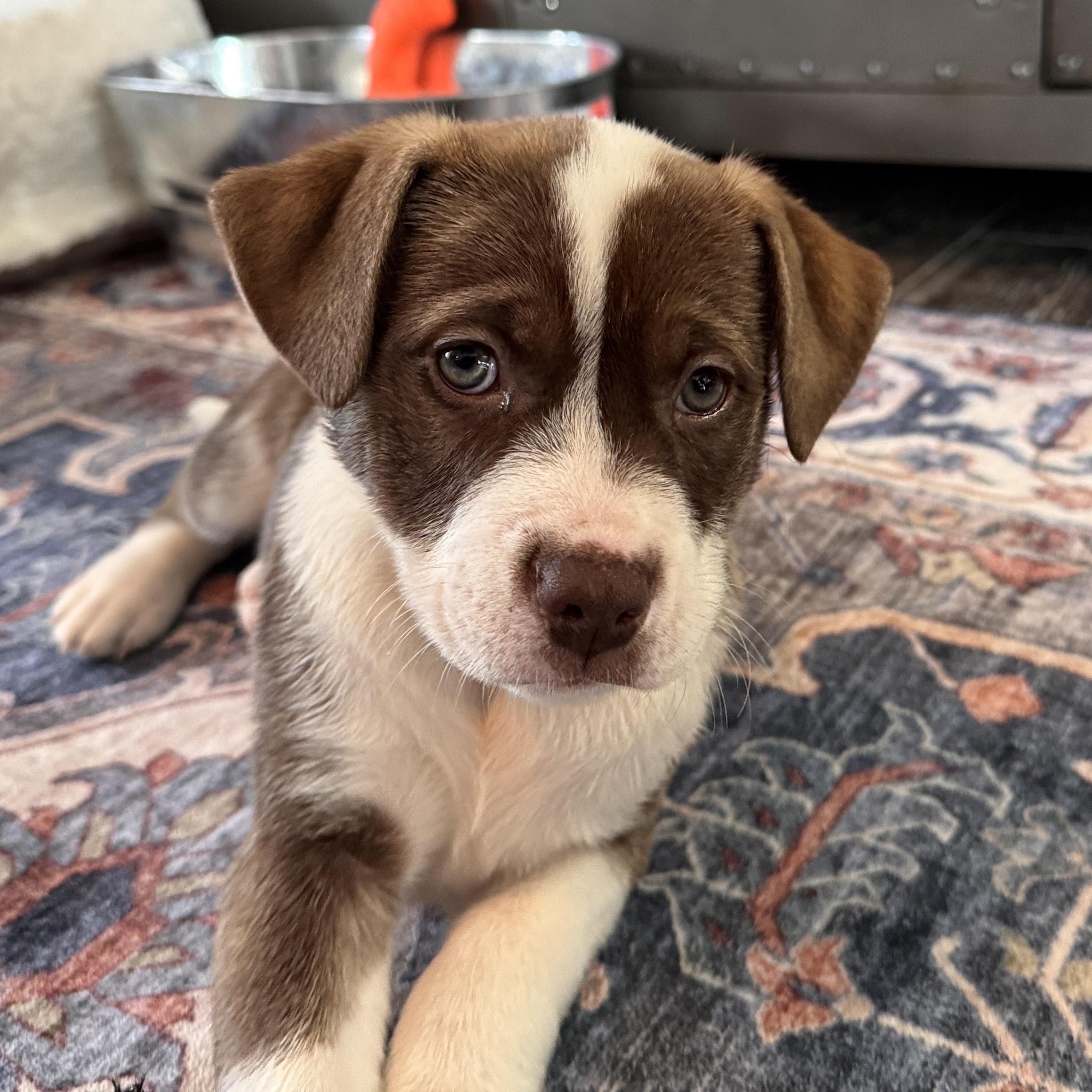 Hickory, an adopted mixed breed in Scarborough, ON image 6/6