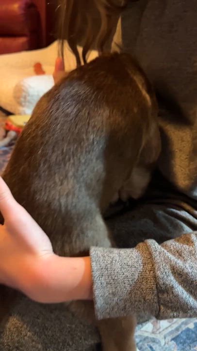 Enlarge Hickory, an adopted mixed breed in Scarborough, ON video 4/6