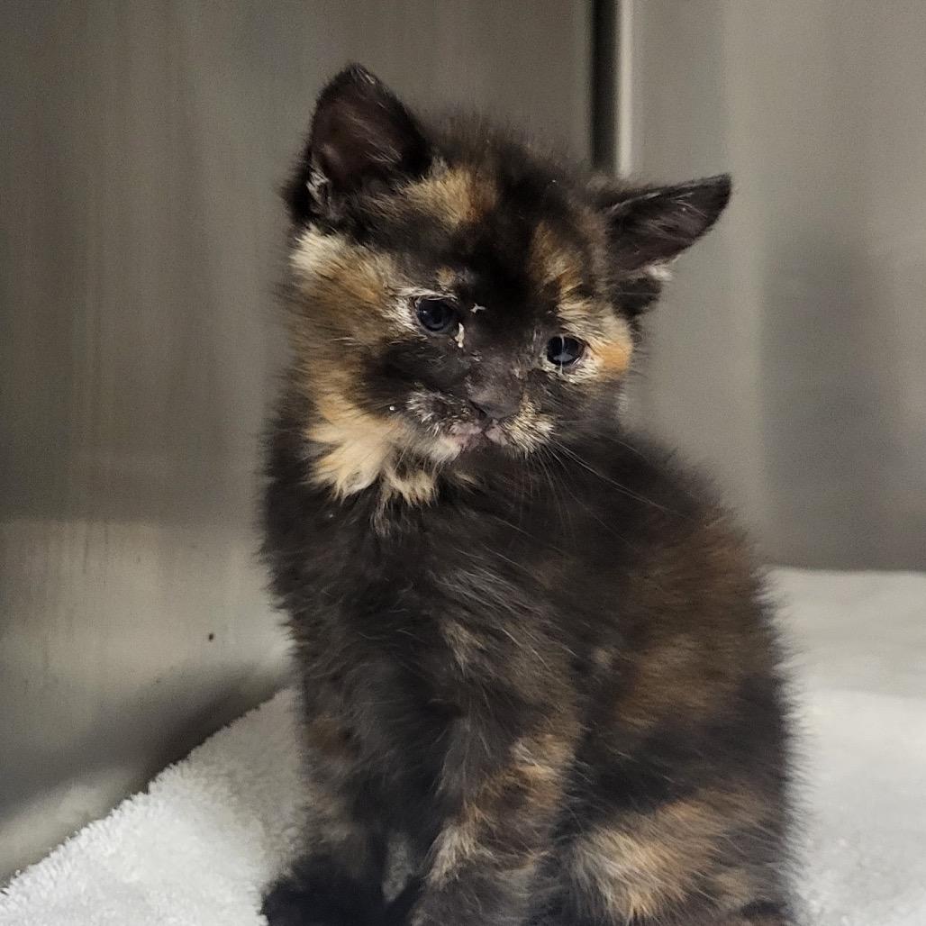 Enlarge Piper, a Adoptable Domestic Short Hair in Los Angeles, CA image 1/2
