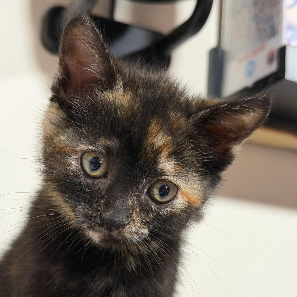 Enlarge Piper, a Adoptable Domestic Short Hair in Los Angeles, CA image 2/2
