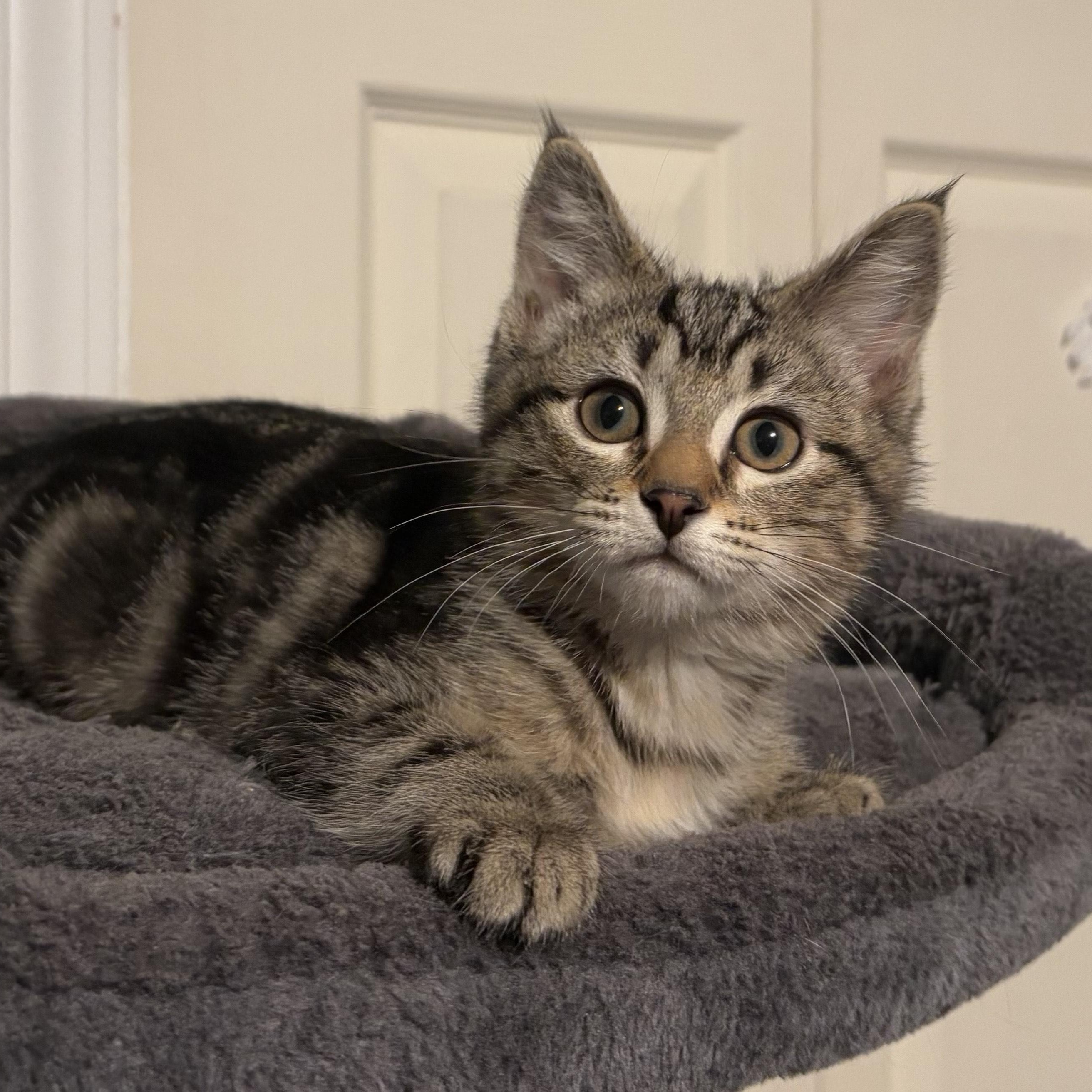 JoJo, a Adoptable Domestic Short Hair in Ferndale, WA image 2/3