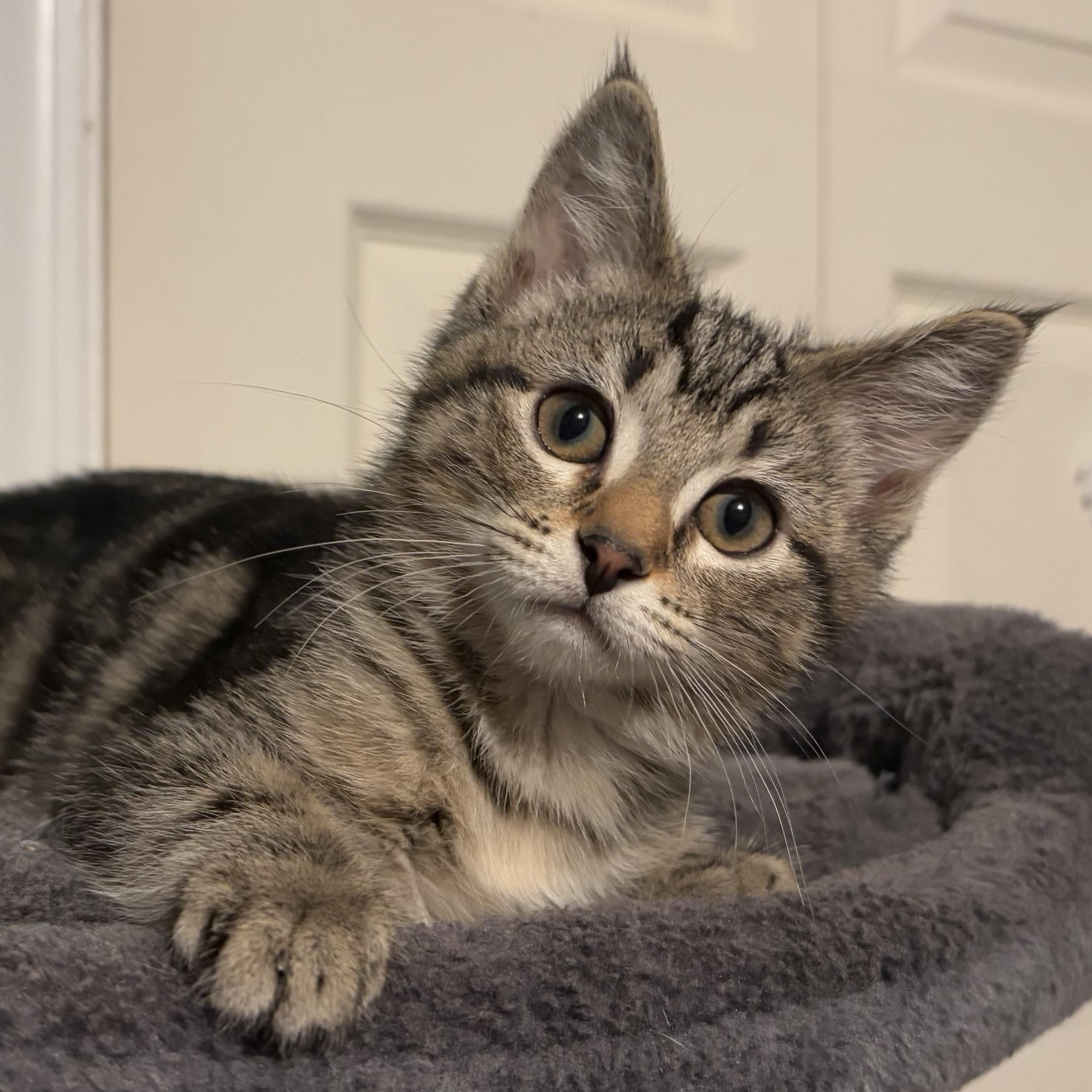JoJo, Adoptable, Kitten Female Domestic Short Hair.