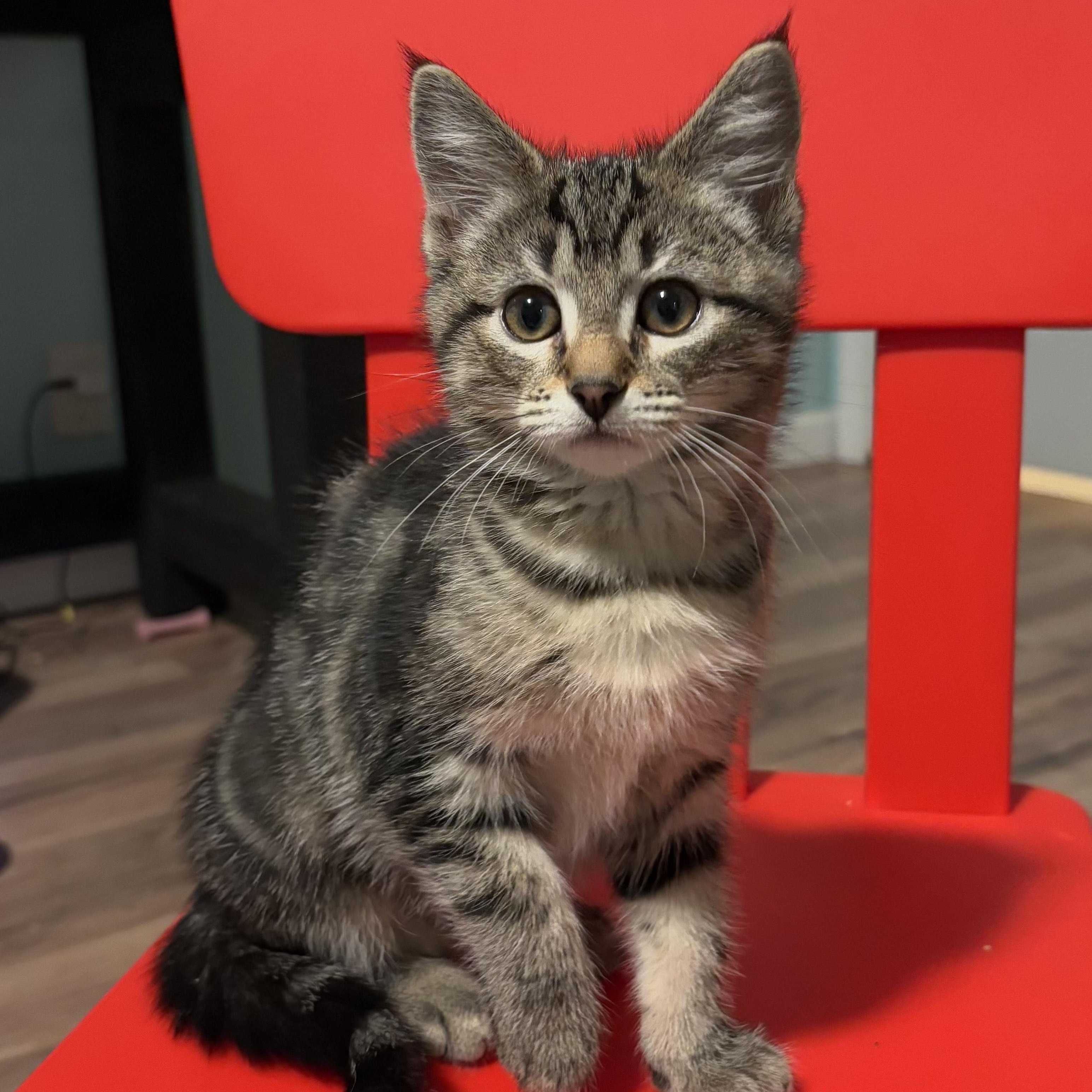 JoJo, a Adoptable Domestic Short Hair in Ferndale, WA image 3/3