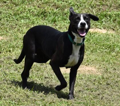 Enlarge Lucy, a Adoptable mixed breed in Inverness, FL image 3/3