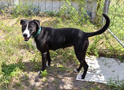 Enlarge Lucy, a Adoptable mixed breed in Inverness, FL image 2/3