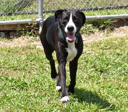Enlarge Lucy, a Adoptable mixed breed in Inverness, FL image 1/3