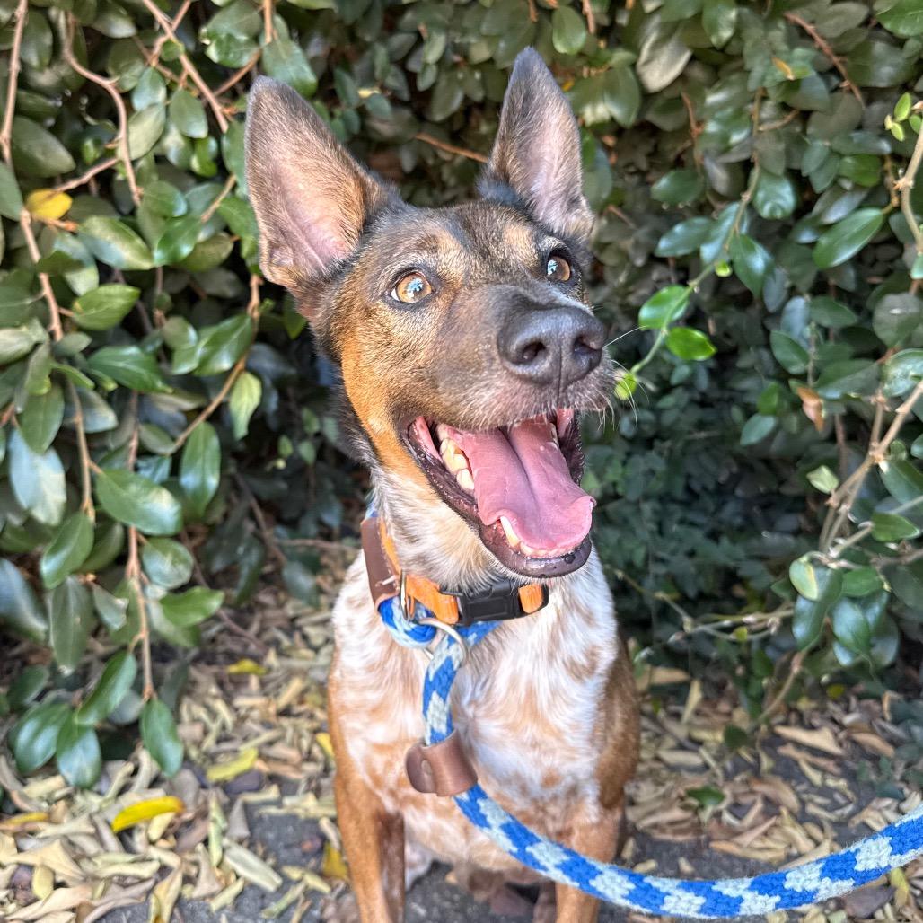 Enlarge Brownie, a Adoptable mixed breed in Santa Barbara, CA image 1/6