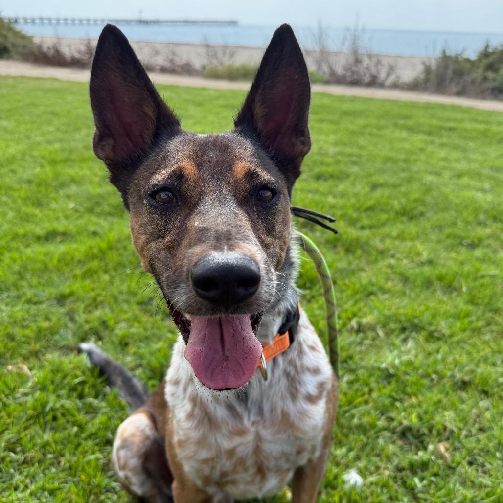 Enlarge Brownie, a Adoptable mixed breed in Santa Barbara, CA image 2/6