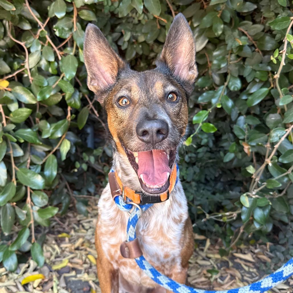 Enlarge Brownie, a Adoptable mixed breed in Santa Barbara, CA image 3/6