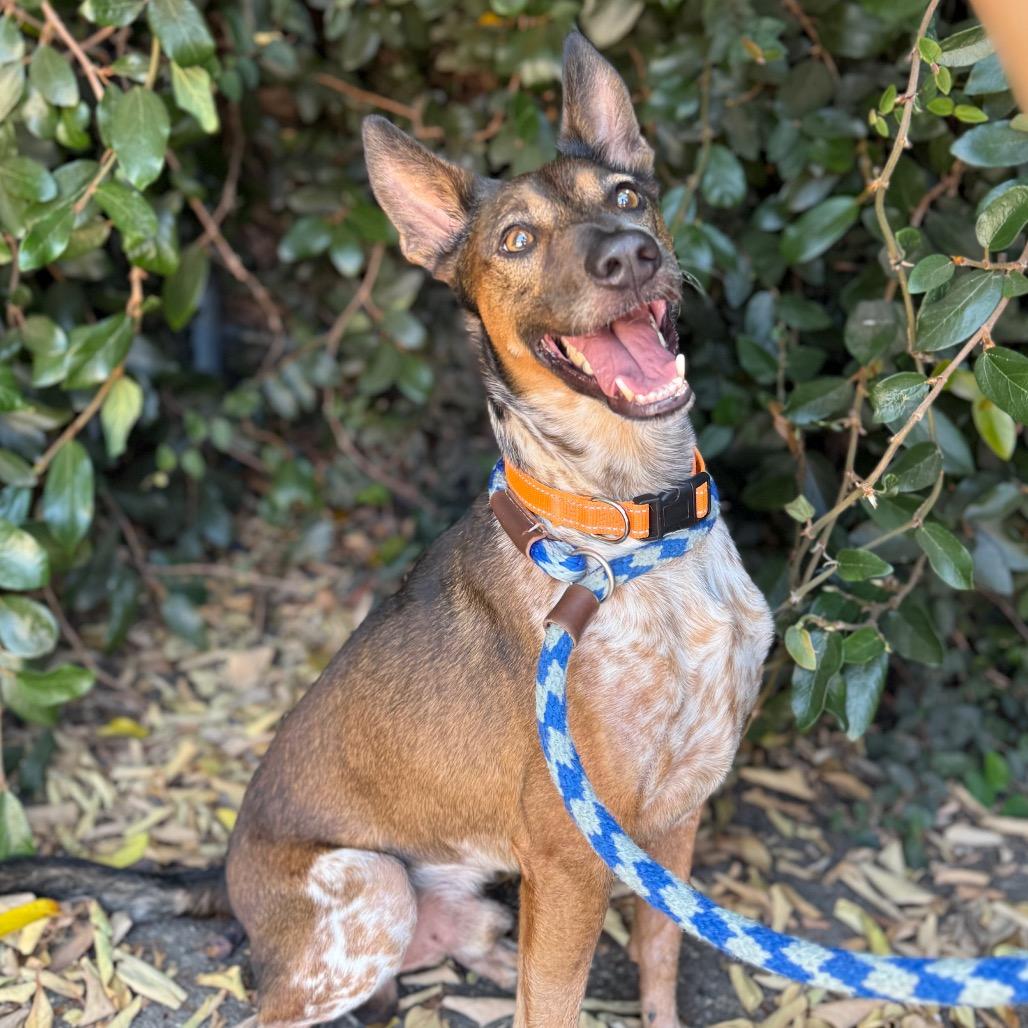 Enlarge Brownie, a Adoptable mixed breed in Santa Barbara, CA image 4/6