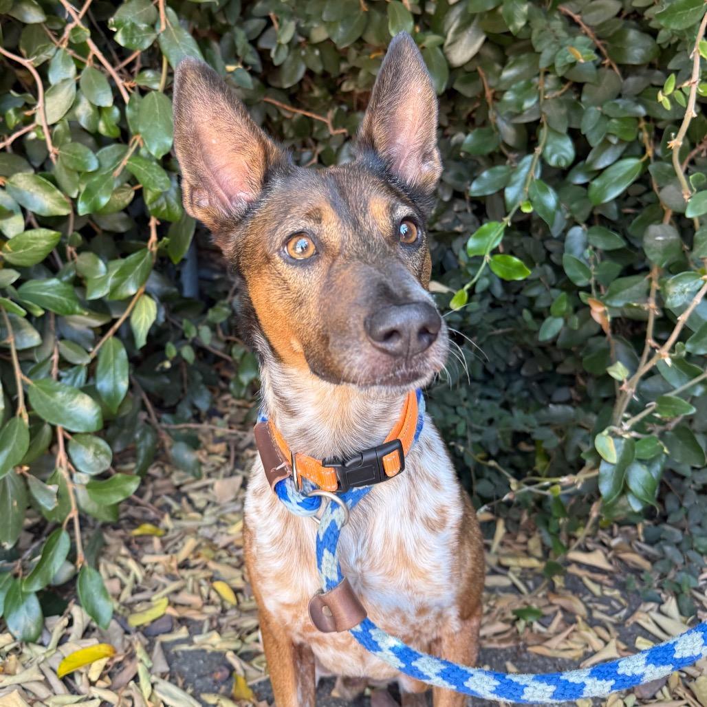 Enlarge Brownie, a Adoptable mixed breed in Santa Barbara, CA image 5/6