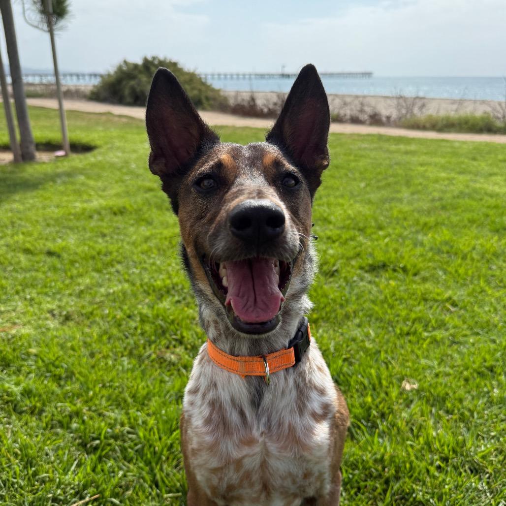 Enlarge Brownie, a Adoptable mixed breed in Santa Barbara, CA image 6/6