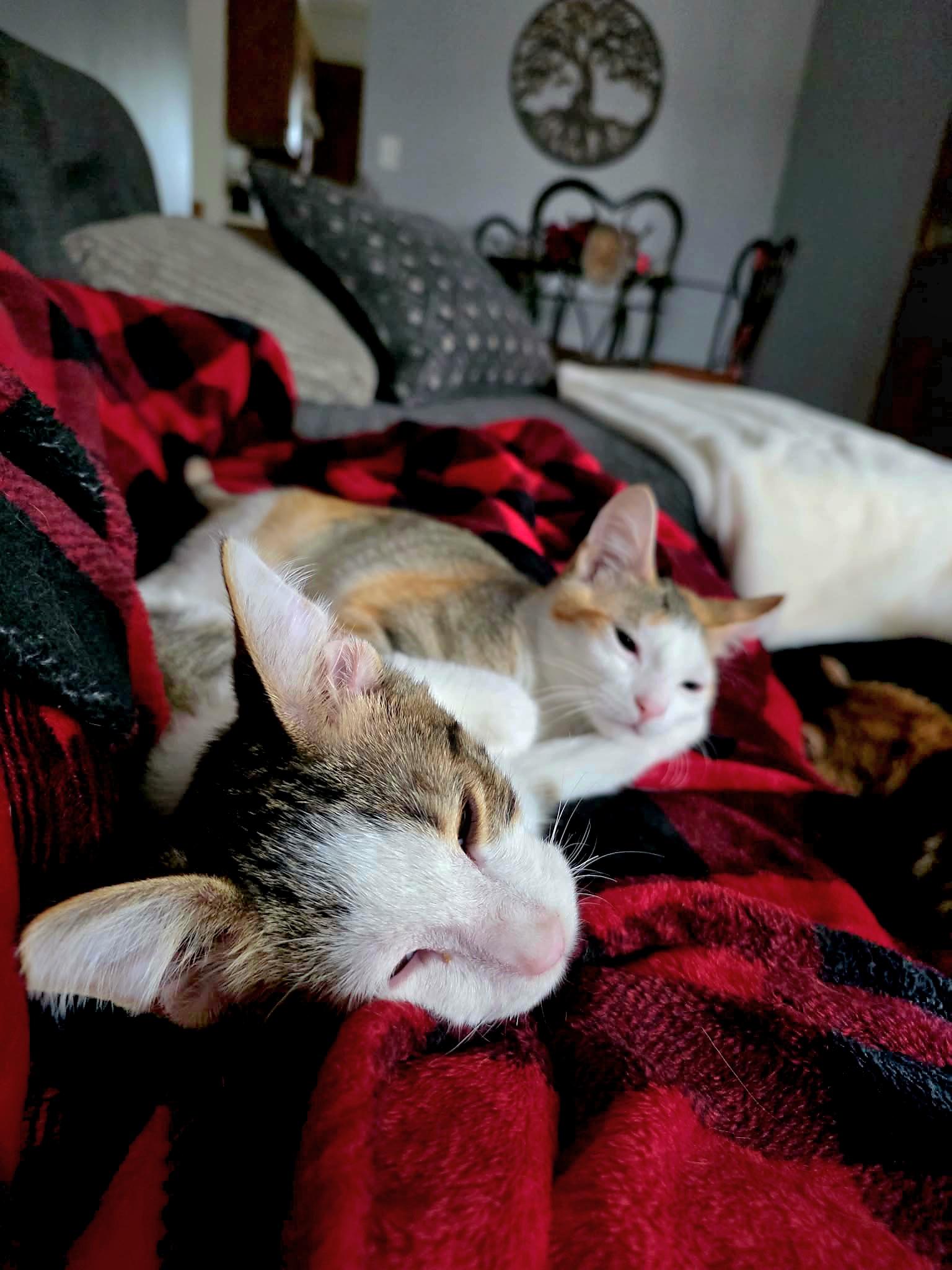 Enlarge Frappe - Sweet and affectionate, a Adoptable Domestic Short Hair in Racine, WI image 2/6