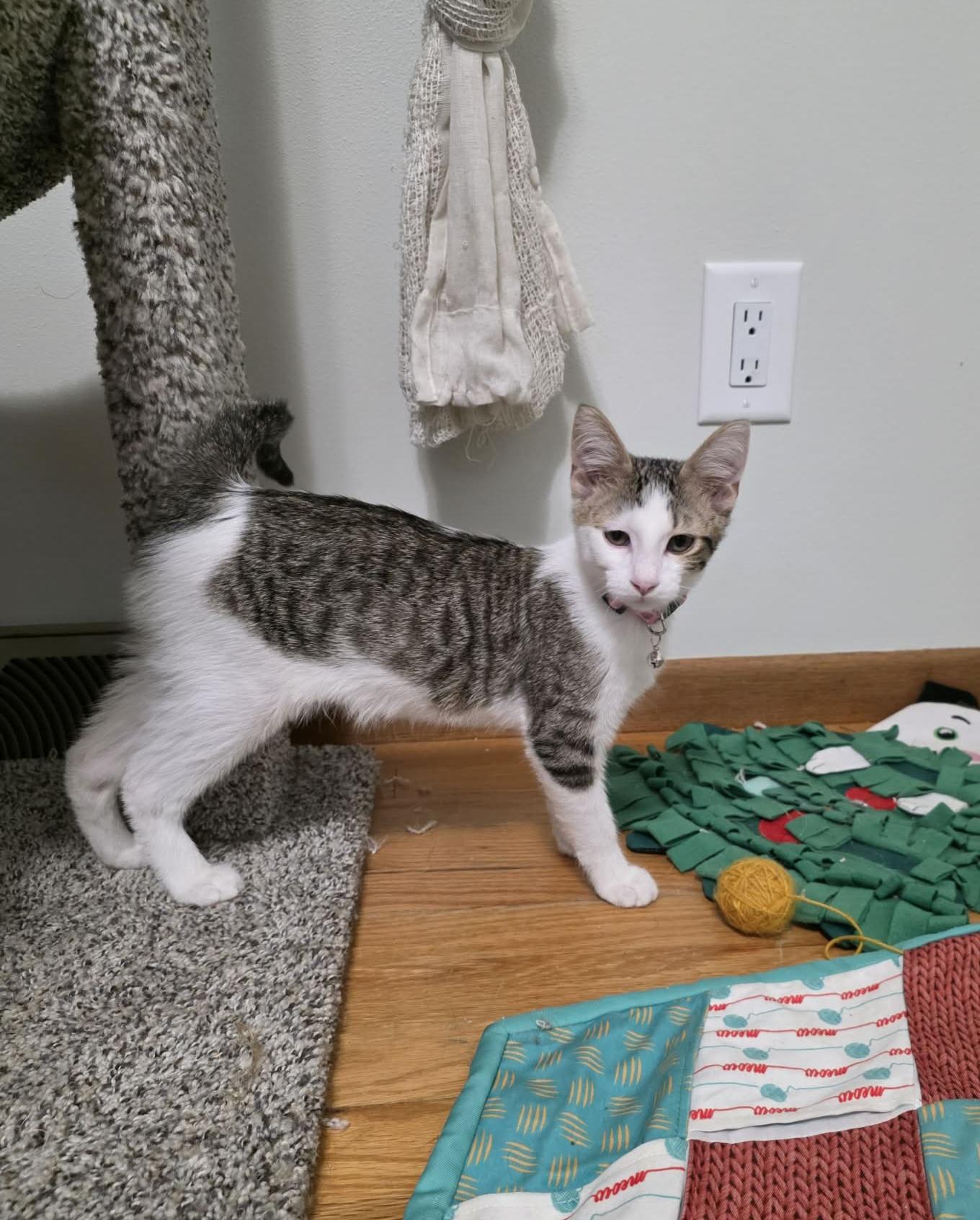 Enlarge Frappe - Sweet and affectionate, a Adoptable Domestic Short Hair in Racine, WI image 5/6