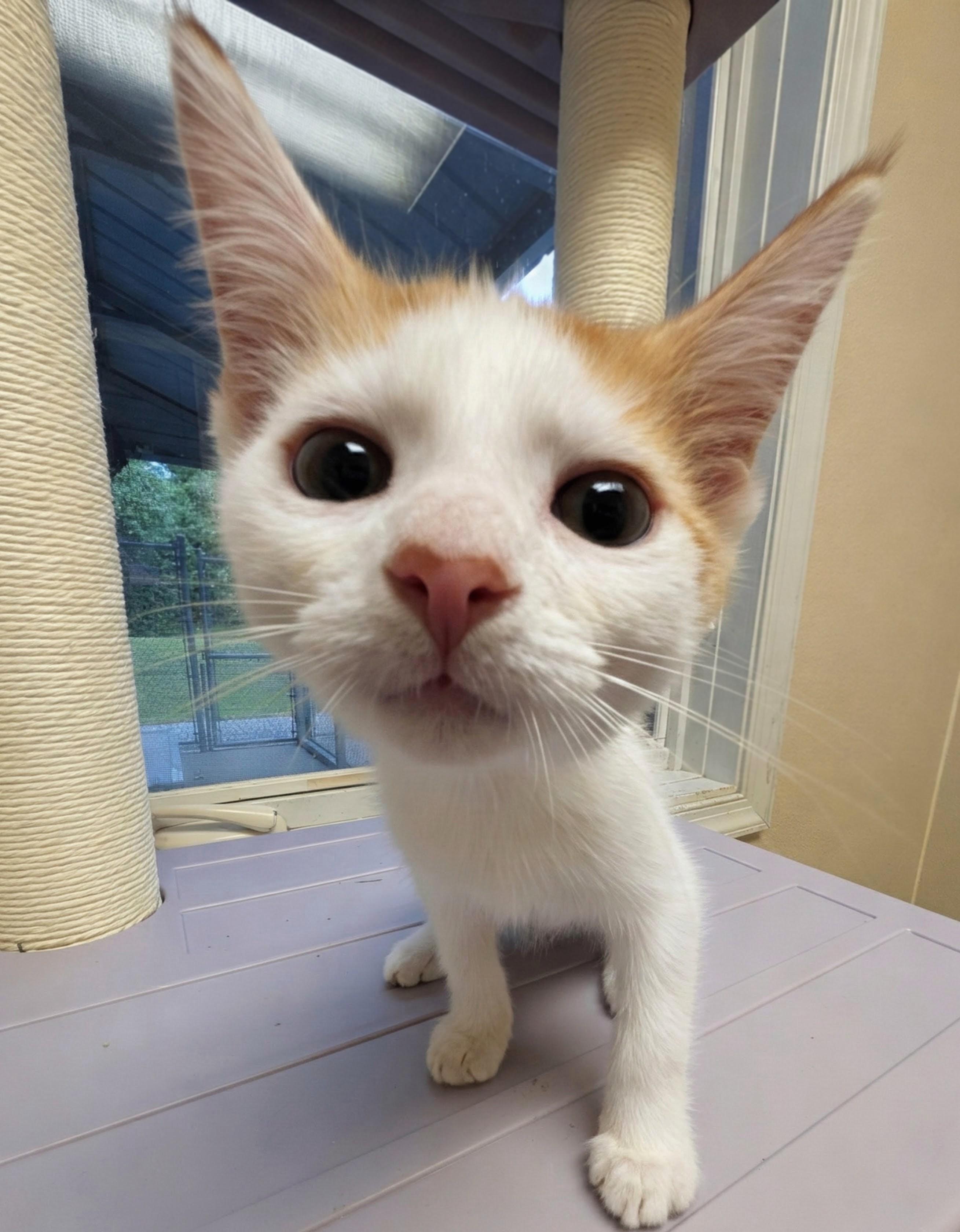 Sally, ADOPTABLE, Kitten Female Domestic Short Hair.