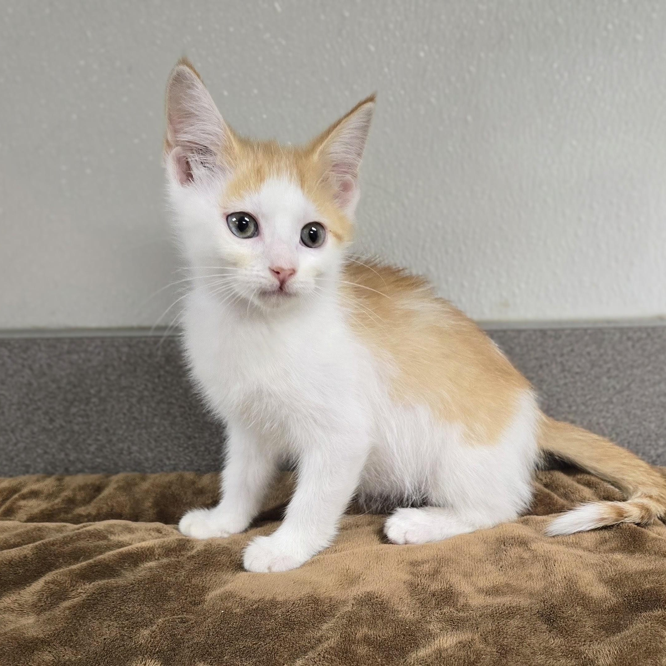 Sally, a ADOPTABLE mixed breed in Mount Carmel, IL image 2/5