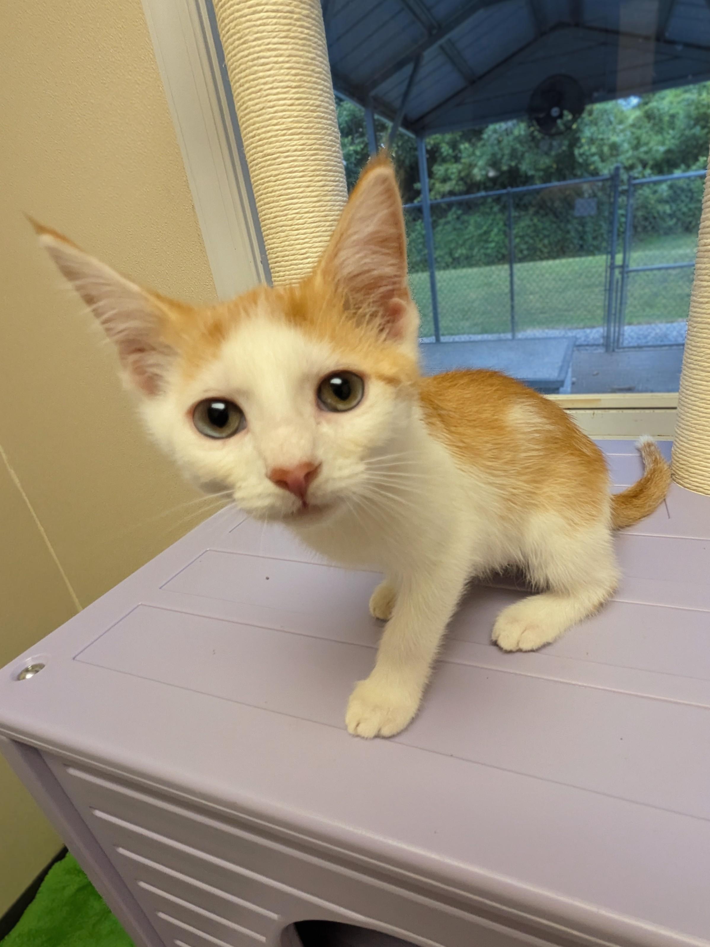 Sally, a ADOPTABLE mixed breed in Mount Carmel, IL image 5/5