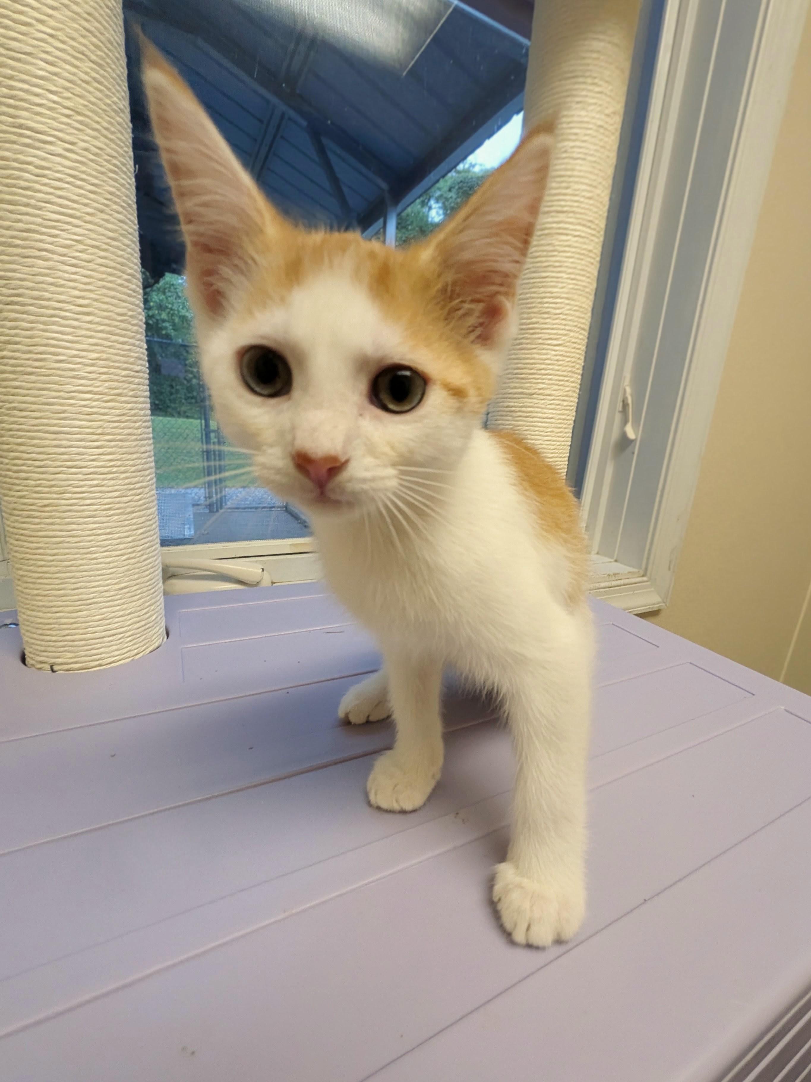 Sally, a ADOPTABLE mixed breed in Mount Carmel, IL image 4/5