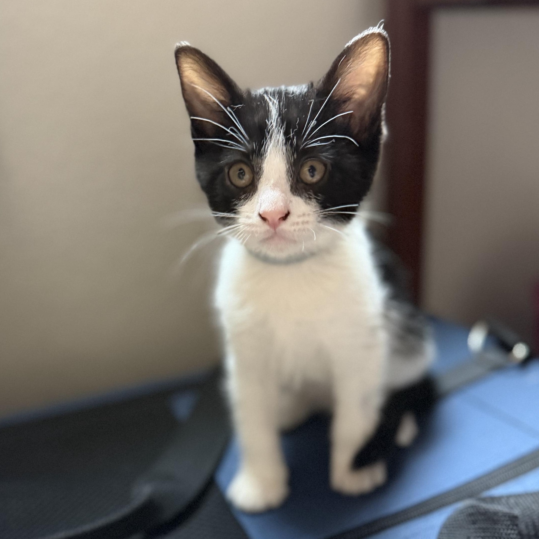 Velma, adopted, Kitten Female Domestic Short Hair.