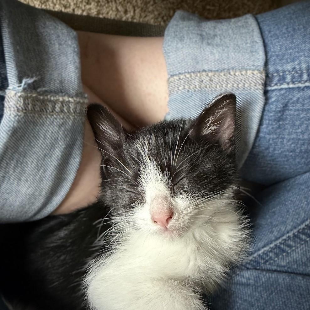 Velma, an adopted Domestic Short Hair in Denver, CO image 2/4