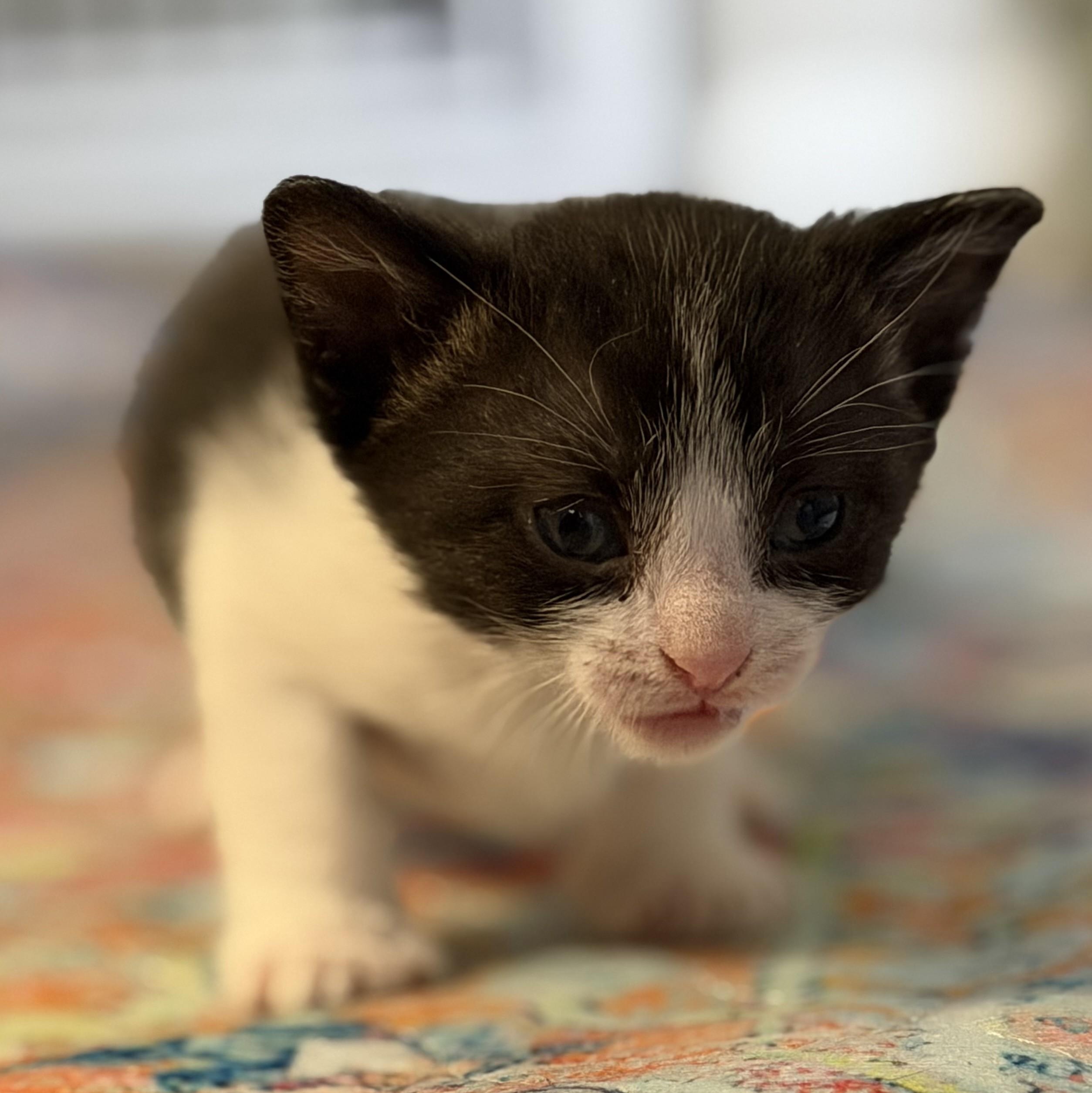 Velma, an adopted Domestic Short Hair in Denver, CO image 3/4