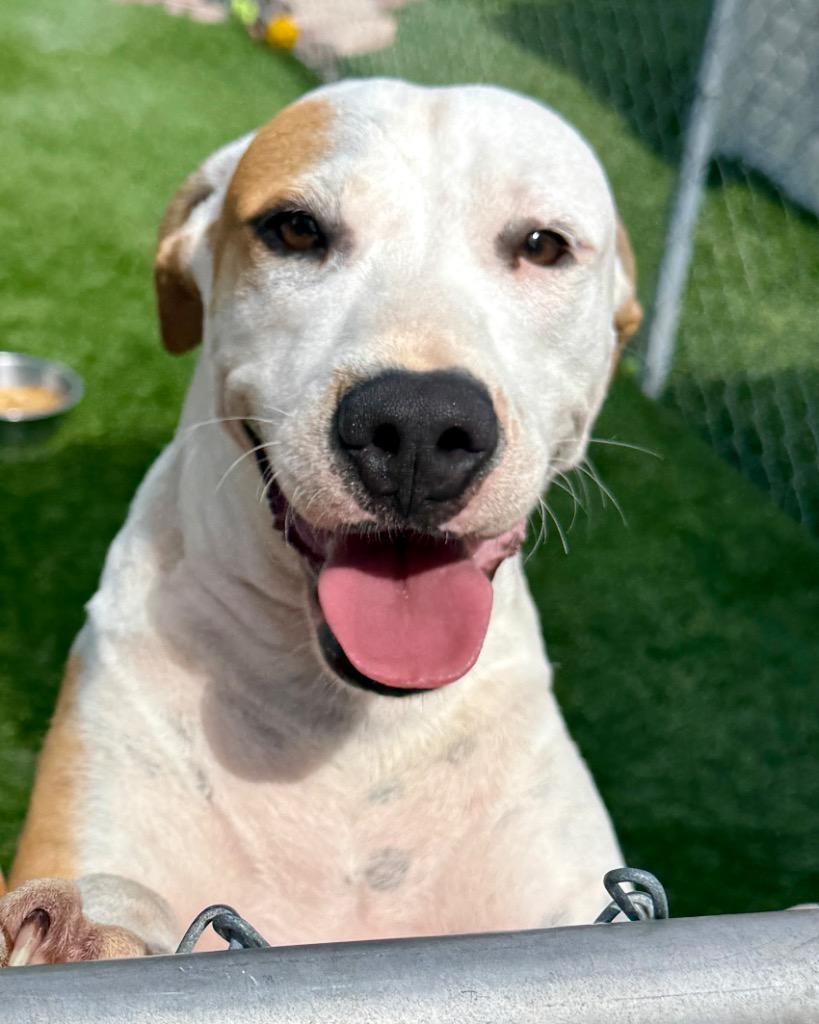 Enlarge Sterling-Loving and Playful!, a Adopted mixed breed in Fort Myers, FL image 1/4