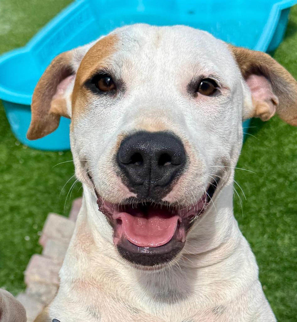 Enlarge Sterling-Loving and Playful!, a Adopted mixed breed in Fort Myers, FL image 2/4