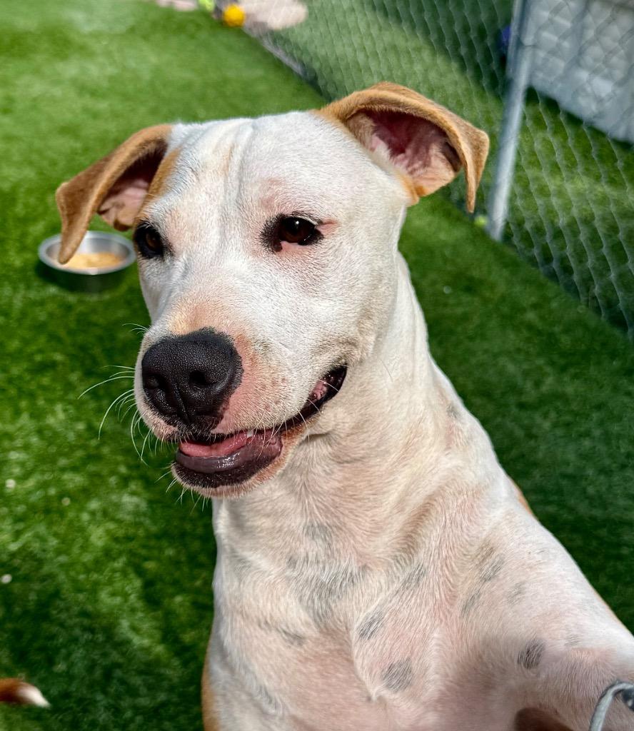 Enlarge Sterling-Loving and Playful!, a Adoptable mixed breed in Fort Myers, FL image 3/4