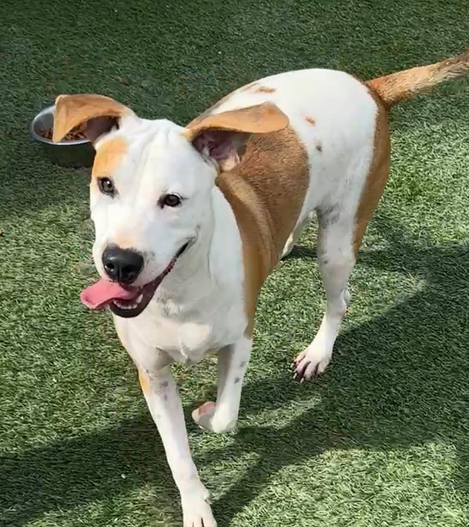 Enlarge Sterling-Loving and Playful!, a Adopted mixed breed in Fort Myers, FL image 4/4