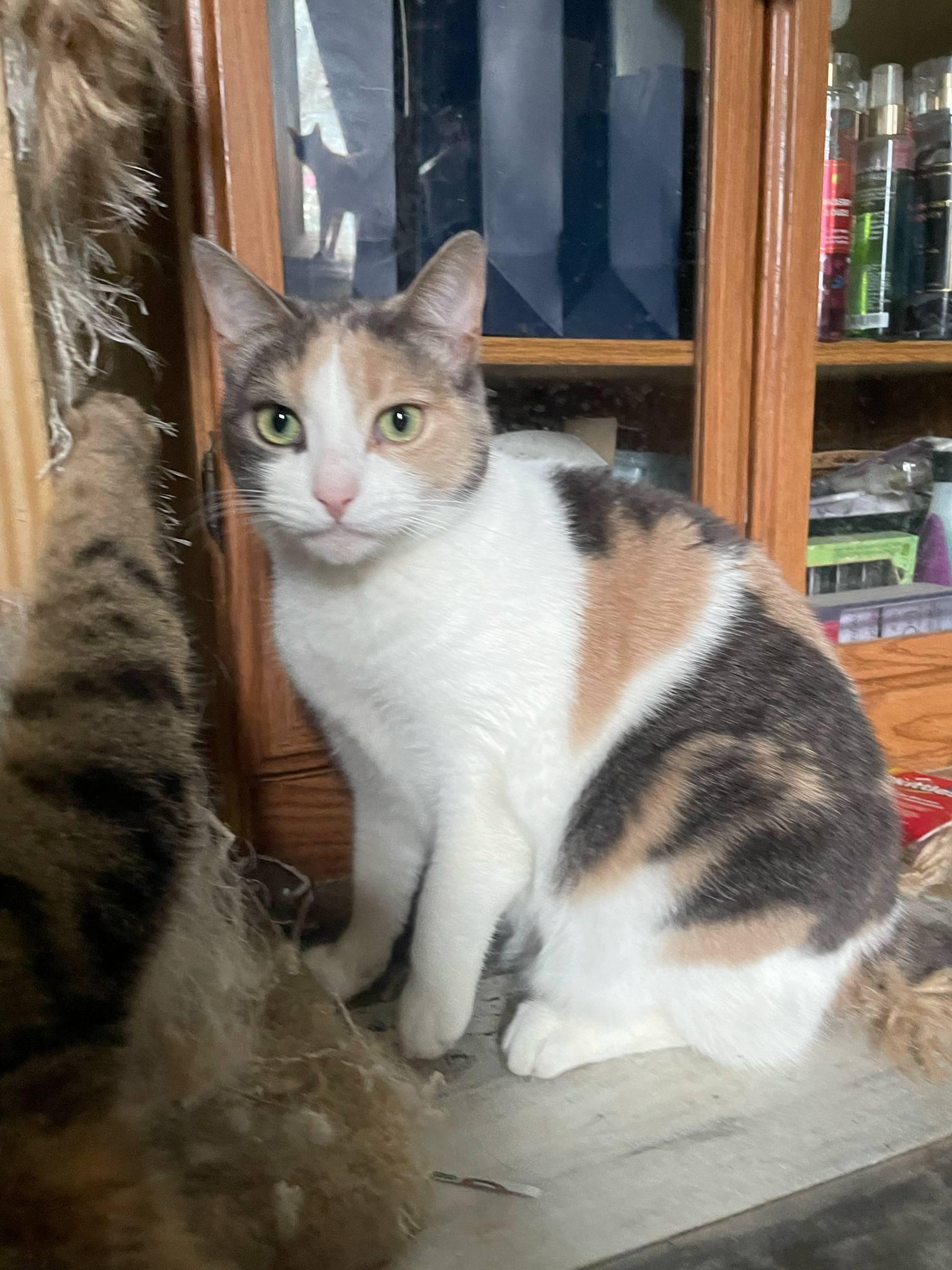 Harley and Simba, Adoptable, Adult Female American Shorthair.
