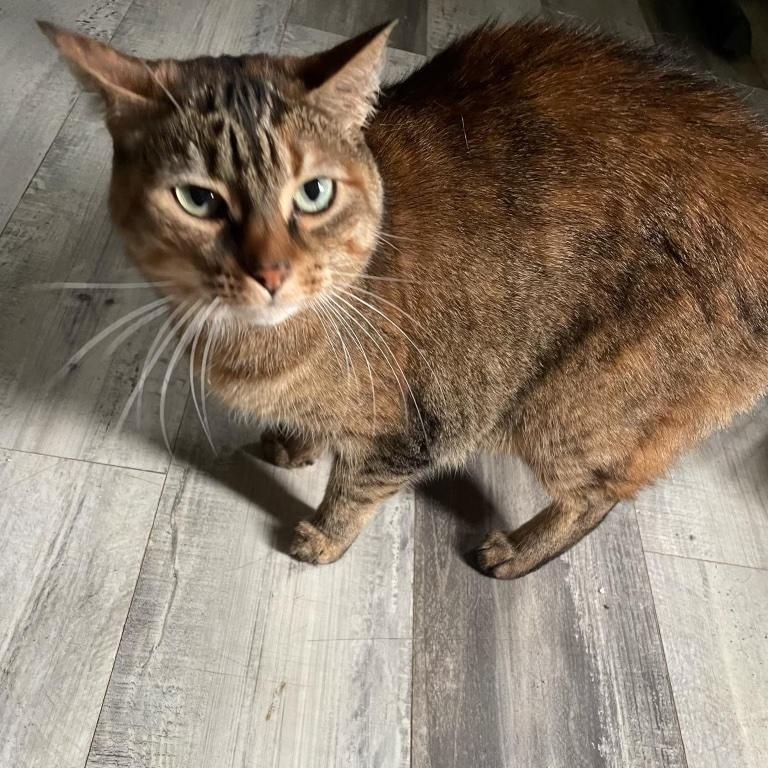 Enlarge Simba, a Adoptable American Shorthair in Chatham, ON image 2/4