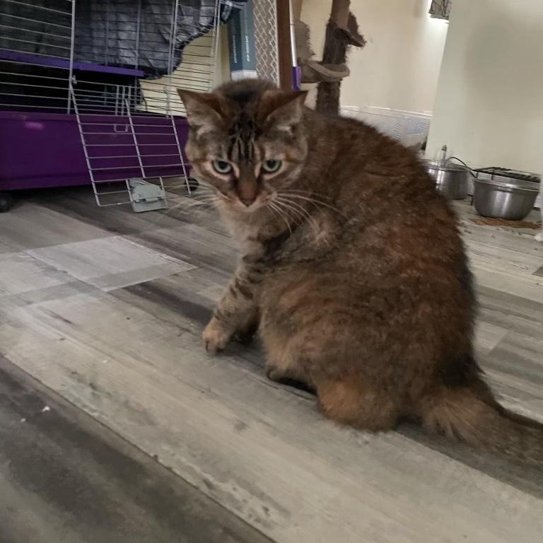 Enlarge Simba, a Adoptable American Shorthair in Chatham, ON image 4/4