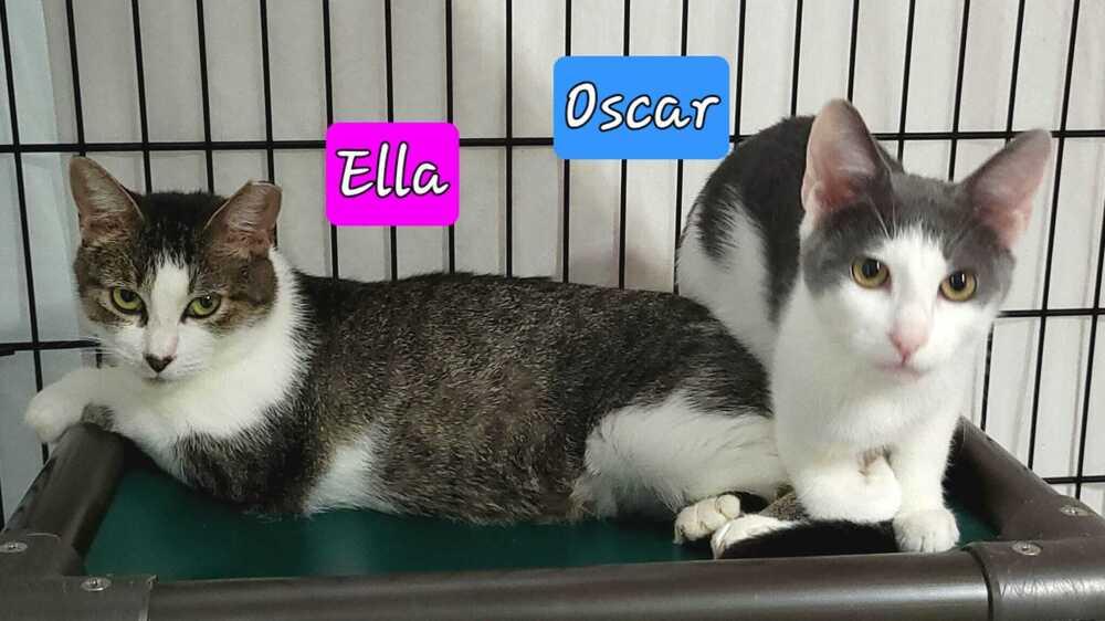 Oscar, Adoptable, Kitten Male Domestic Short Hair.