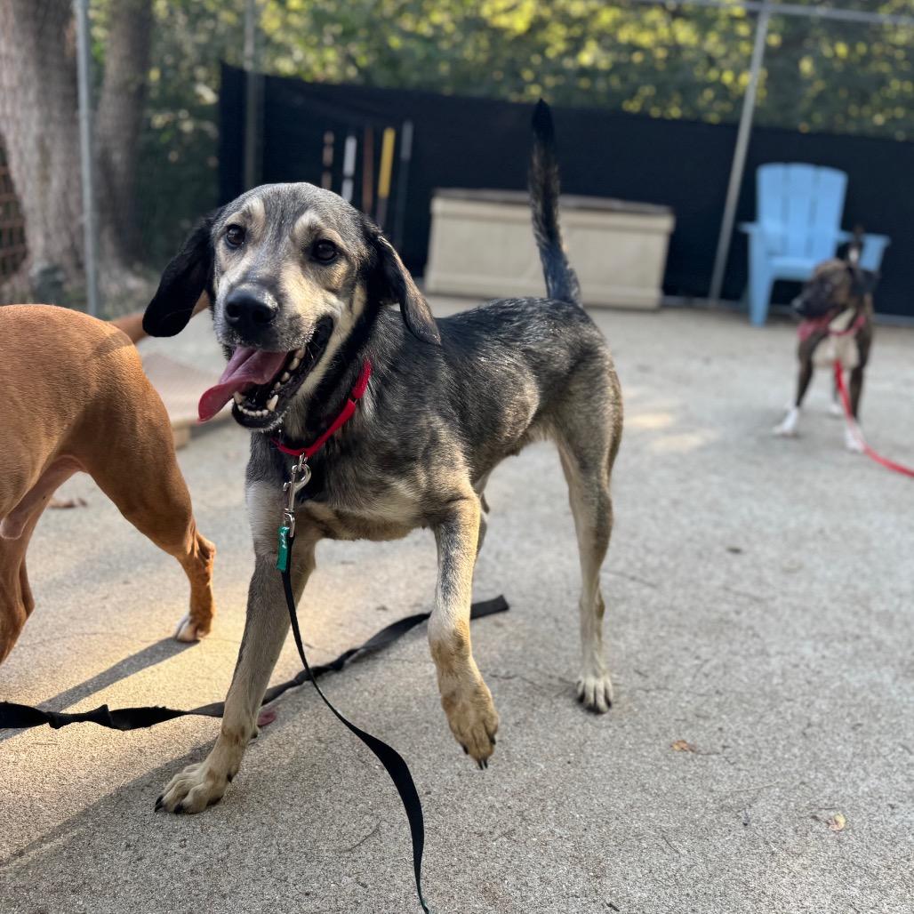 Prince, Adoptable, Adult Male Mixed Breed.