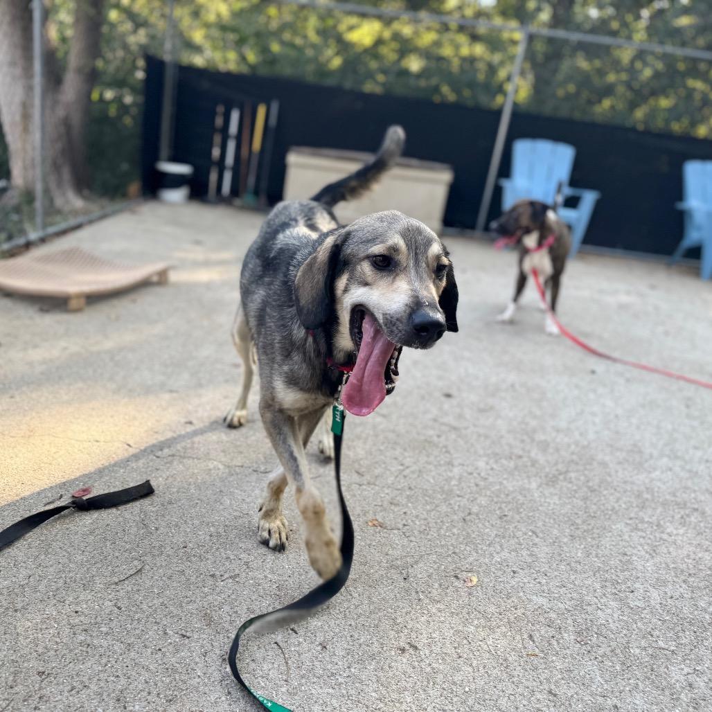 Enlarge Prince, a Adoptable Mixed Breed in Edwardsville, IL image 2/6